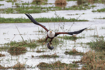 bald eagle with a catfish as prey