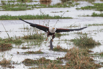 bald eagle with a catfish as prey