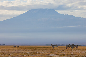 zebras in front of mount kilimanjaro