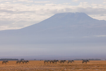 Fototapeta premium zebras in front of mount kilimanjaro