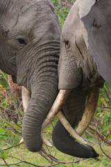two interacting african elephants in Amboseli NP