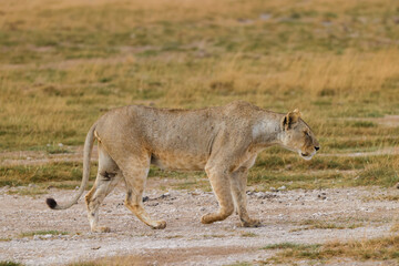 a lioness in the savannah of Amboseli NP