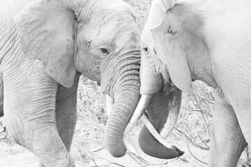 black and white picture of two interacting elephants in Amboseli NP