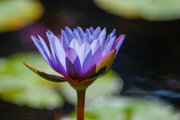 Hawaieen lotus flower 