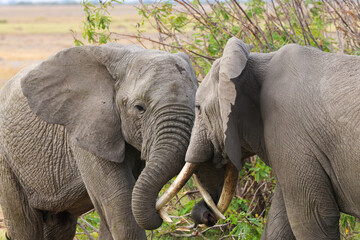 two interacting african elephants in Amboseli NP
