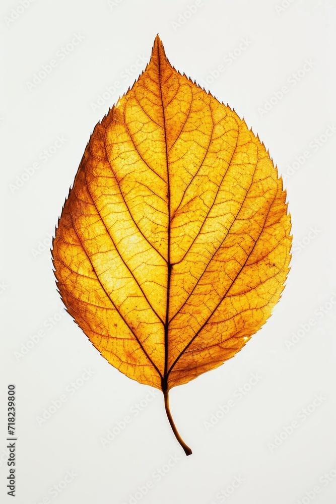 Poster a single yellow leaf is displayed against a plain white background. this versatile image can be used