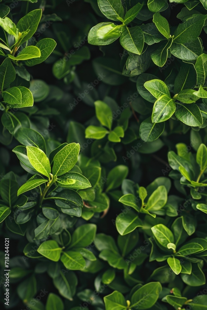 Poster a close-up view of a plant with vibrant green leaves. this image can be used to enhance botanical ar