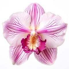 A single piece of  orchid top view isolated on white background