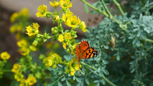 Mariposa sobre una flor amarilla
