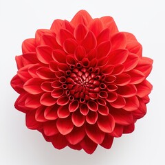 A single piece of  red dahlia top view isolated on white  background