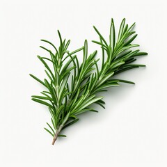Fototapeta premium A single piece of rosemary isolated on white background