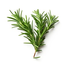 Fototapeta premium A single piece of rosemary isolated on white background