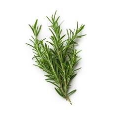 A single piece of  rosemary isolated on white background