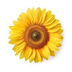 A single piece of  sunflower top view isolated on white background