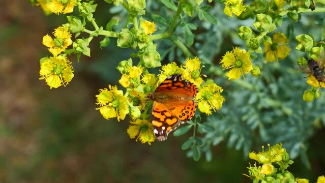 Mariposa sobre una flor amarilla