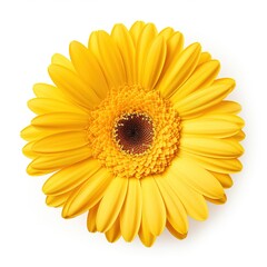 A single piece of  yellow gerbera top view isolated on white  background