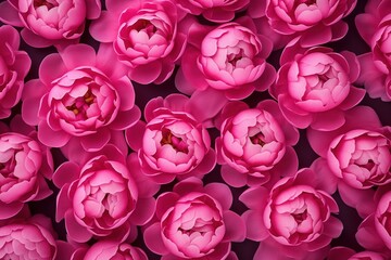 Top view of pink peony heads arranged in a pattern