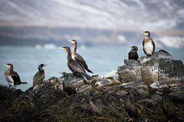 group of cormorants on icelandic cliffs - obrazy, fototapety, plakaty