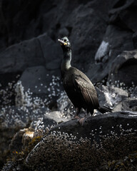 European Shag (Phalacrocorax aristotelis) on the rocks, Snaefellsnes, Iceland