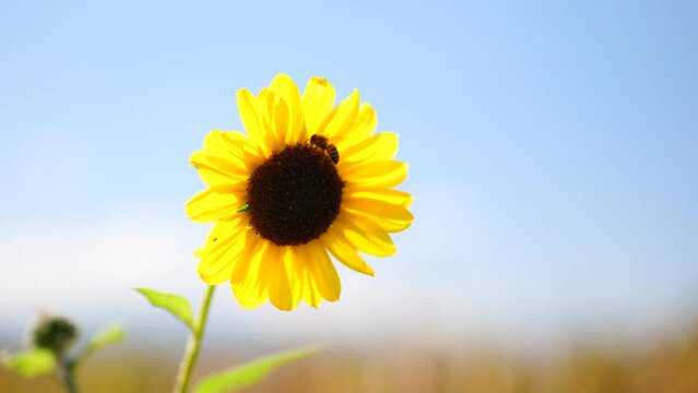 Girasol amarillo con una abeja sobrevolando