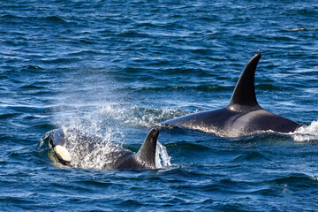 killer whale