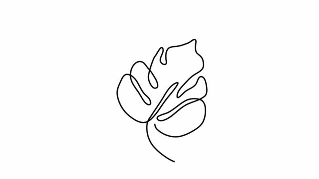 Animation of one-line drawing of a monstera leaf. Minimal tropical leaves abstract floral pattern concept. Continuous animation of self-drawing a line.