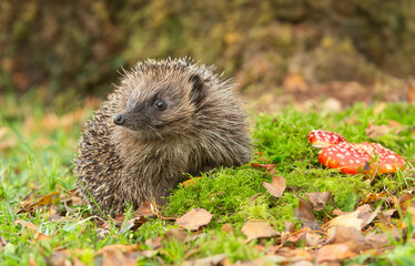 Hedgehog in autumn, wild, free roaming hedgehog, taken from within a wildlife hide to monitor the health and population of this favourite but declining mammal, copy space