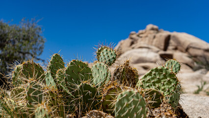 Arizona desert