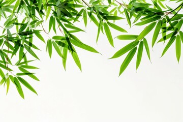 Bamboo Leaves On White Background. Сoncept Nature Inspired Decor, Zen Home Accents, Organic Living, Sustainable Materials