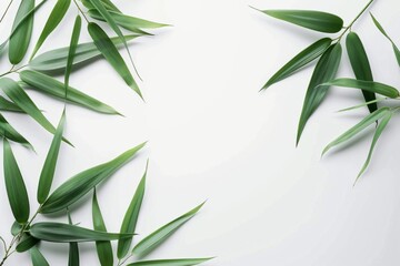 Bamboo Leaves On White Background. Сoncept Botanical Illustration, Natural Elements, Minimalist Design, Greenery, Zen Vibes