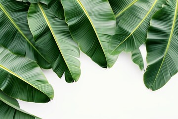 Banana Leaves On White Background. Сoncept Banana Leaf Patterns, Tropical Vibes, Nature-Inspired Decor, Exotic Foliage, Greenery Lifestyle