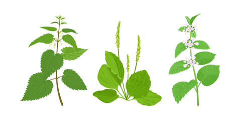 Medicinal wild herb set. Plantain plant, Nettle and Lemon balm branch isolated on white background. Vector cartoon illustration.