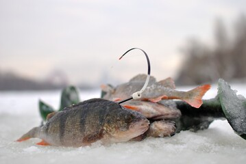 Winter fishing with ice fishing for perch