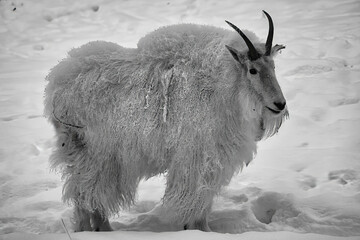 A beautiful goat walking and feeding in a snowy field in Yukon