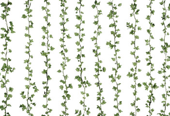 A Vertical Liana Vine Patterns isolated on transparent background