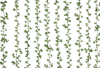 A Vertical Liana Vine Patterns isolated on transparent background
