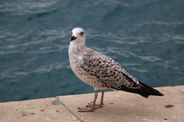 Seagull standing on the rock by the sea. Selective focus.