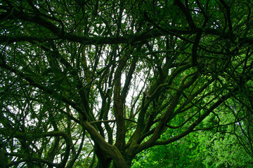 Obraz premium Branches