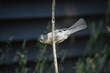 bird on a branch