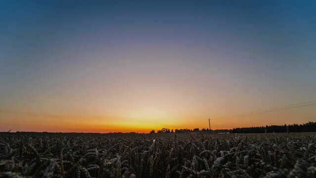 Beatiful summer sunset timelapse in the cornfield timelapse
