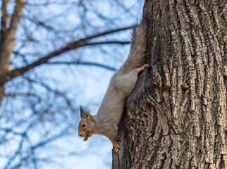 Squirrel sitting upside down on a tree trunk. The squirrel hangs upside down on a tree against colorful blurred background. Close-up.