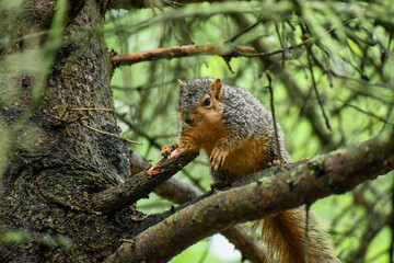 Naklejka na ściany i meble squirrel in the tree