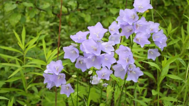 Bunches of wild flower harebell in summer park