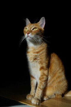 Retrato gato naranja fondo negro