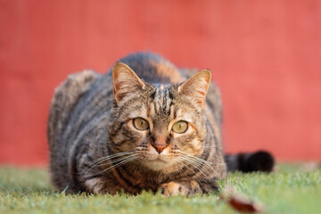 Gray cat with hunting position.