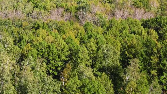 Beautiful forest with a fir and birch at windy autumn day.