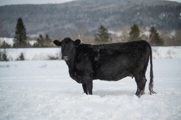 Black angus cow standing in winter pasture full of snow in front of snowy mountain in quebec canada