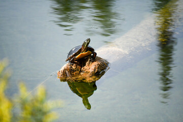turtle on a log