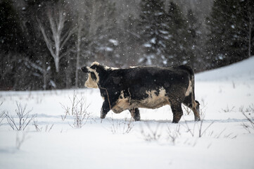 Walking Speckled park cow standing outside in winter pasture