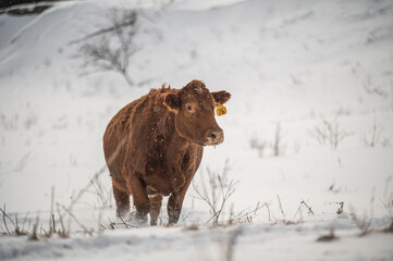 Red angus cow close up, walking in winter pasture, in snow in quebec canada